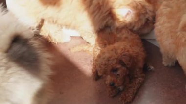 Lüks hayvan bakımı için temiz, parlak tımar odasında sevimli pofuduk köpek portresi.