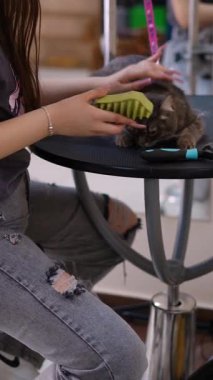 Tüylü kedi, profesyonel bir kuaförde nazikçe fırçalanıyor.