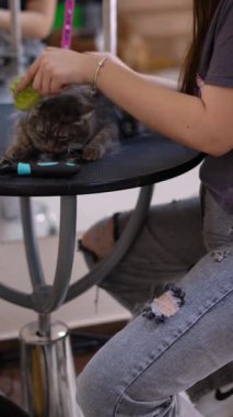 Tüylü kedi, profesyonel bir kuaförde nazikçe fırçalanıyor.