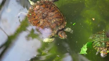 Bir grup kaplumbağa dekoratif bir akvaryumda dinleniyor ve süzülüyorlar.