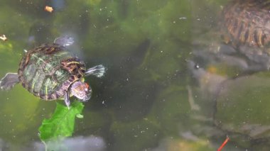 Bir grup kaplumbağa dekoratif bir akvaryumda dinleniyor ve süzülüyorlar.