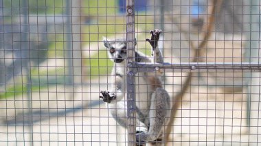 Lemur 'un hayvanat bahçesindeki portresi umut dolu bir ifade bekliyor.
