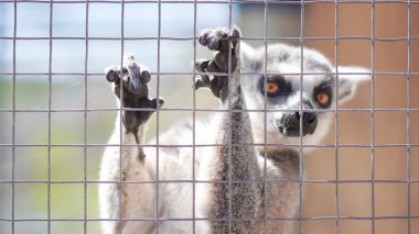 Hayvanat bahçesi lemuru kafesin arkasında Duygularını ve içindeki vahşi içgüdüleri gösteriyor
