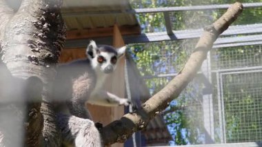 Egzotik lemur, hayvanat bahçesi çitlerinin arkasında sakin bir şekilde oturmuş insanlarla iletişim kurmayı bekliyor..