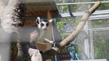 Egzotik lemur, hayvanat bahçesi çitlerinin arkasında sakin bir şekilde oturmuş insanlarla iletişim kurmayı bekliyor..
