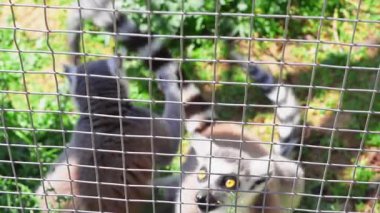 Egzotik lemur, hayvanat bahçesi çitlerinin arkasında sakin bir şekilde oturmuş insanlarla iletişim kurmayı bekliyor..