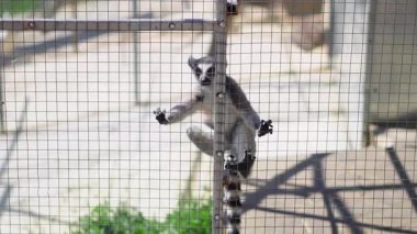 Egzotik lemur, hayvanat bahçesi çitlerinin arkasında sakin bir şekilde oturmuş insanlarla iletişim kurmayı bekliyor..