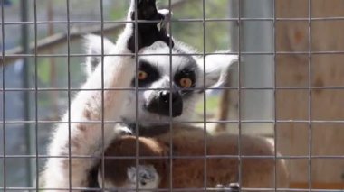 Doğal bağ ve sosyal hayatı gösteren lemurlarla çevrili hayvanat bahçesiyle temas kurun
