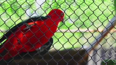 Renkli egzotik papağan hayvanat bahçesindeki metal bir kafesin içinde dinleniyor.