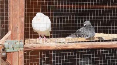 Güvercinler güneşli bir öğleden sonra kırsal ahşap bir güvercinin içine huzur içinde tünediler.