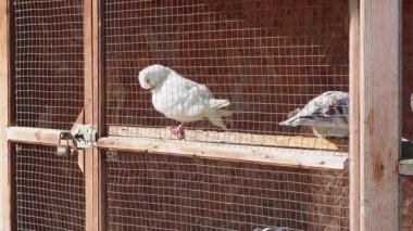 Güvercinler güneşli bir öğleden sonra kırsal ahşap bir güvercinin içine huzur içinde tünediler.