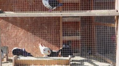 Güvercinler güneşli bir öğleden sonra kırsal ahşap bir güvercinin içine huzur içinde tünediler.