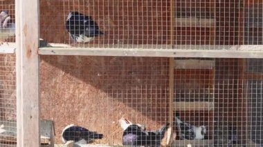 Güvercinler güneşli bir öğleden sonra kırsal ahşap bir güvercinin içine huzur içinde tünediler.