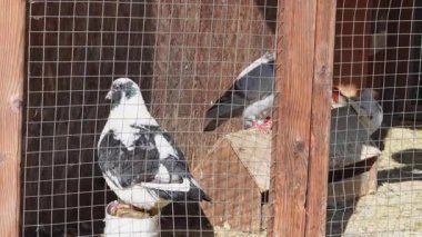 Güvercinler güneşli bir öğleden sonra kırsal ahşap bir güvercinin içine huzur içinde tünediler.