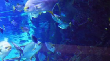  Modaya uygun lacivert akvaryumda renkli balıklarla sualtı görüntüsü