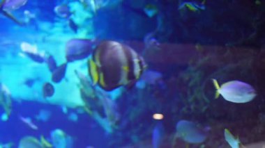  Modaya uygun lacivert akvaryumda renkli balıklarla sualtı görüntüsü