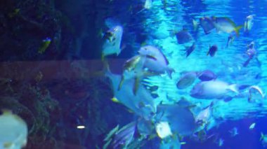  Modaya uygun lacivert akvaryumda renkli balıklarla sualtı görüntüsü