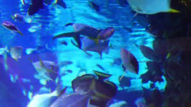  Modaya uygun lacivert akvaryumda renkli balıklarla sualtı görüntüsü