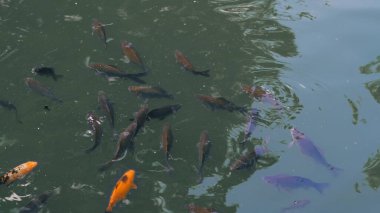 Tatlı su nehir balık grubu gün ışığında yiyecek için yüzeye yakın bekliyor..