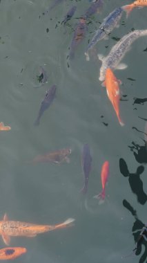 Nehir balıkları yaz boyunca beslenmek için suda toplanıyor..