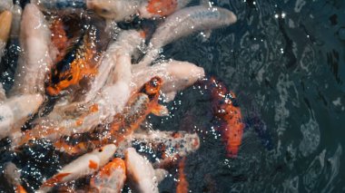 Nehir balıkları hevesle taze temiz nehir suyunda yemek bekliyor..