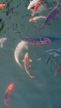 Nehir balıkları hevesle taze temiz nehir suyunda yemek bekliyor..