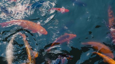 Nehir balıkları hevesle taze temiz nehir suyunda yemek bekliyor..