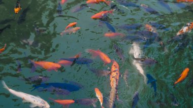 Tatlı su nehir balık grubu gün ışığında yiyecek için yüzeye yakın bekliyor..