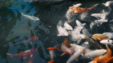 Nehir balıkları yaz boyunca beslenmek için suda toplanıyor..