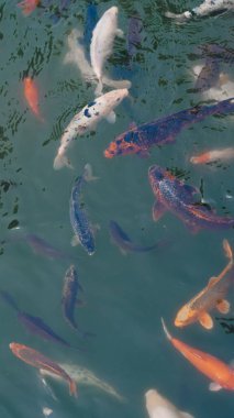 Nehir balıkları hevesle taze temiz nehir suyunda yemek bekliyor..