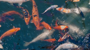 Nehir balıkları yaz boyunca beslenmek için suda toplanıyor..