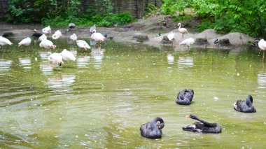 Flamingolar, sakin park ortamında göldeki siyah kuğuların yanında yürürler.