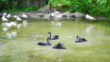 Flamingolar, sakin park ortamında göldeki siyah kuğuların yanında yürürler.