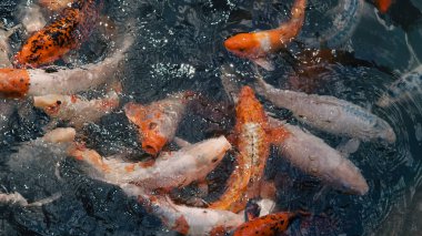 Tatlı su nehir balık grubu gün ışığında yiyecek için yüzeye yakın bekliyor..