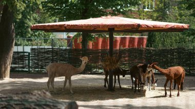 Lama 'lar yeşil alana sahip açık alanda hayvanat bahçesi yakınlarındaki çitlerle beslenir.
