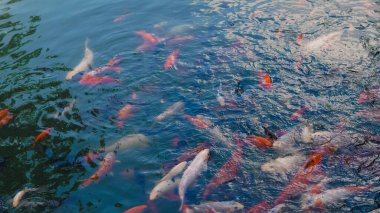 Tatlı su nehir balık grubu gün ışığında yiyecek için yüzeye yakın bekliyor..