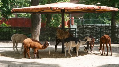 Lama 'lar yeşil alana sahip açık alanda hayvanat bahçesi yakınlarındaki çitlerle beslenir.