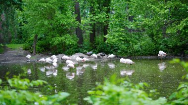 Flamingolar, sakin park ortamında göldeki siyah kuğuların yanında yürürler.