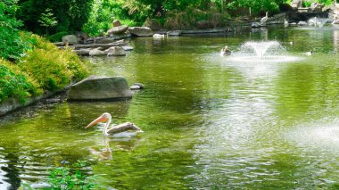 Büyük pelikanlar güneşli bir göl kıyısında yüzüyor ve dinleniyorlar..