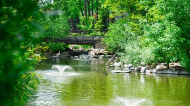 Büyük pelikanlar güneşli bir göl kıyısında yüzüyor ve dinleniyorlar..
