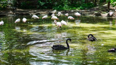 Flamingolar, sakin park ortamında göldeki siyah kuğuların yanında yürürler.