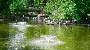 Büyük pelikanlar güneşli bir göl kıyısında yüzüyor ve dinleniyorlar..