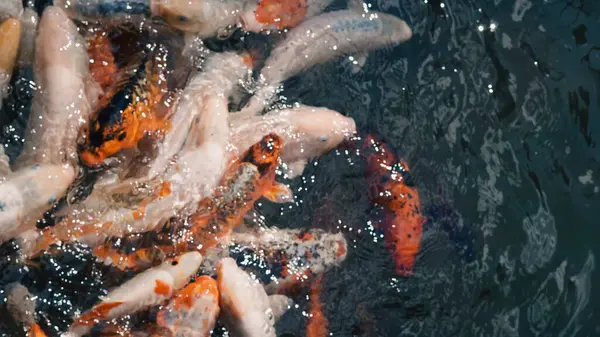 Nehir balıkları hevesle taze temiz nehir suyunda yemek bekliyor..