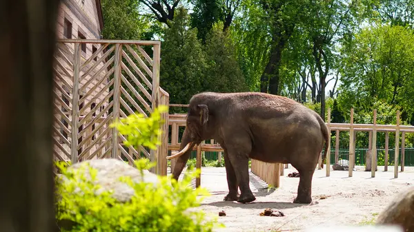 Hayvanat bahçesi otlağında ağaçlar ve çitlerle çevrili huzurlu bir fil