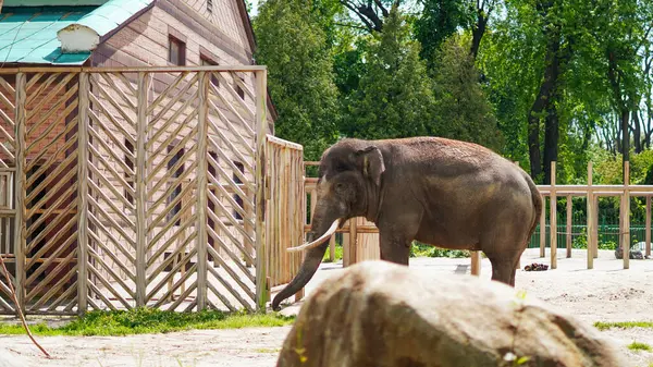 Hayvanat bahçesi otlağında ağaçlar ve çitlerle çevrili huzurlu bir fil