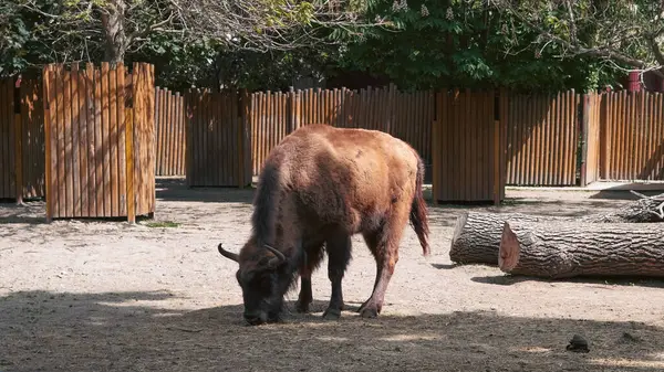 Bufalo gün ışığında ve sıcak havada sakin bir şekilde hayvanat bahçesinde dinleniyor..