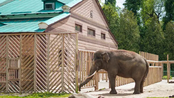 Hayvanat bahçesi otlağında ağaçlar ve çitlerle çevrili huzurlu bir fil