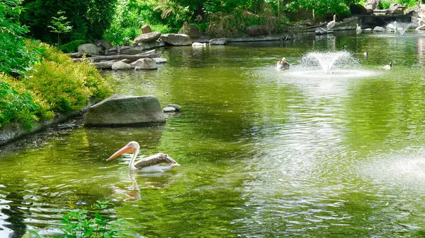 Büyük pelikanlar güneşli bir göl kıyısında yüzüyor ve dinleniyorlar..