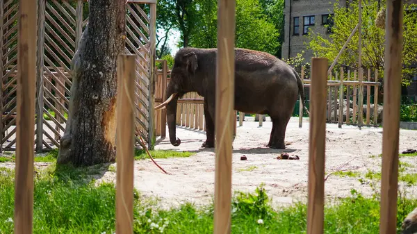 Hayvanat bahçesi otlağında ağaçlar ve çitlerle çevrili huzurlu bir fil