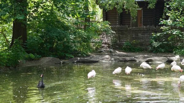 Flamingolar, sakin park ortamında göldeki siyah kuğuların yanında yürürler.